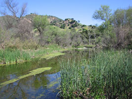 walking at Malibu Creek in April