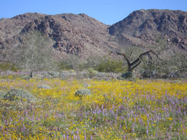 flowers near the Joshua Tree south entrance, 22 February