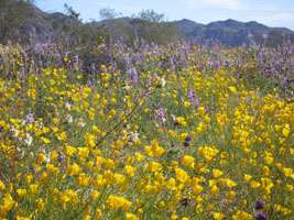 imagine the sounds of bees and singing birds