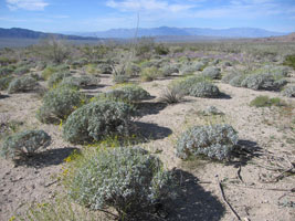 spherical shrubs