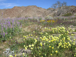 more flowers, Joshua Tree south entrance