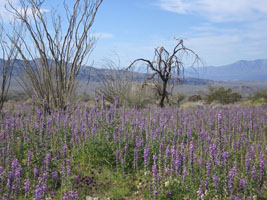 more flowers, Joshua Tree south entrance