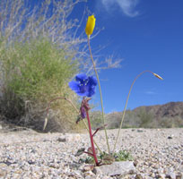 perfect little yellow and blue flowers