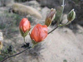 pretty orange-pink desert flower