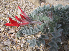 little red flowers