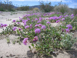 carpets of pink flowers along the road, Joshua Tree