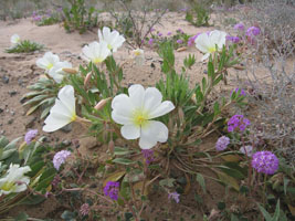 pretty big white flowers on Ironage Road, east of Twentynine Palms