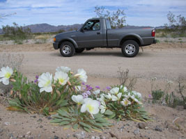 pretty flowers on Ironage Road, east of Twentynine Palms