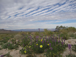 pretty flowers on Amboy Road, east of Twentynine Palms