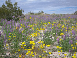 pretty flowers on Amboy Road, east of Twentynine Palms