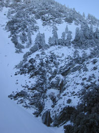 snowy trees at Mt. Baldy