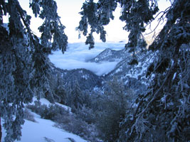 snowy trees at Mt. Baldy