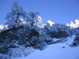 snowy trees at Mt. Baldy