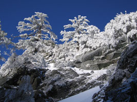 snowy trees at Mt. Baldy