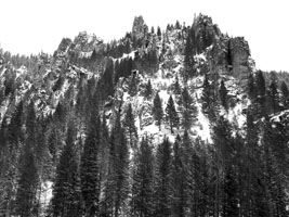 snowy Montana trees