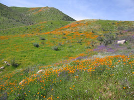 wildflowers near Lake Elsinore, California