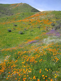 wildflowers near Lake Elsinore, California