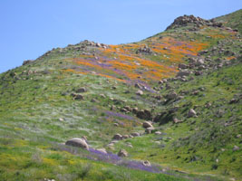 wildflowers near Lake Elsinore, California