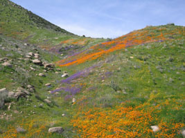 wildflowers near Lake Elsinore, California