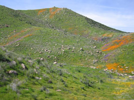 wildflowers near Lake Elsinore, California