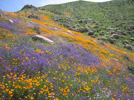 wildflowers near Lake Elsinore, California