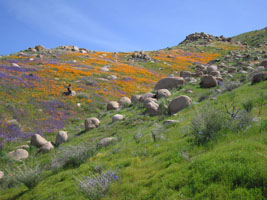 wildflowers near Lake Elsinore, California