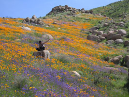 wildflowers near Lake Elsinore, California