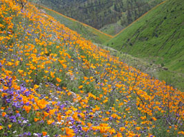 wildflowers near Lake Elsinore, California