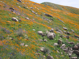 wildflowers near Lake Elsinore, California