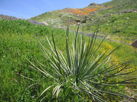 wildflowers near Lake Elsinore, California