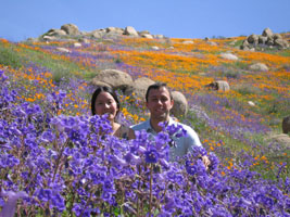 wildflowers near Lake Elsinore, California