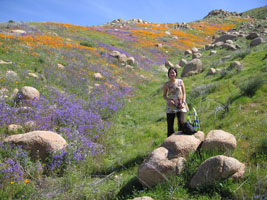 wildflowers near Lake Elsinore, California