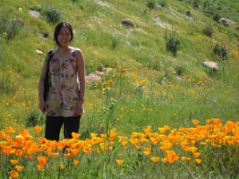 wildflowers near Lake Elsinore, California