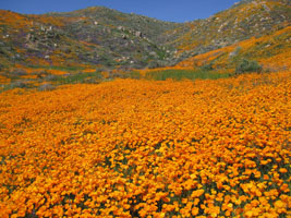 wildflowers near Lake Elsinore, California