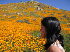 wildflowers near Lake Elsinore, California