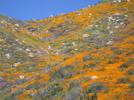 wildflowers near Lake Elsinore, California