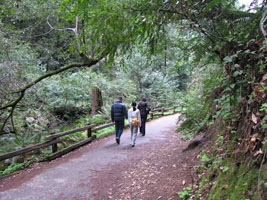 walking in Muir Woods