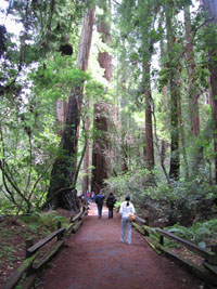 walking in Muir Woods