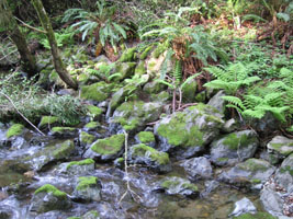 ferns in the redwood forest