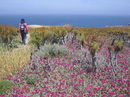 ice plant and coreopsis, Anacapa Island, California