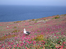 seagull with ice plant, Anacapa Island, California