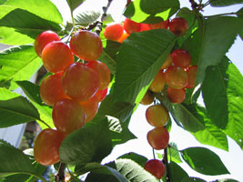 cherries on the tree