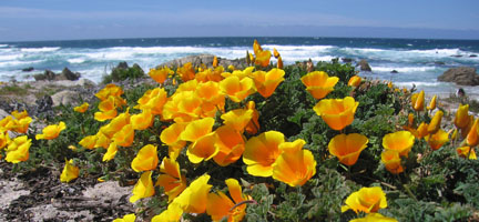 California poppies at Pebble Beach