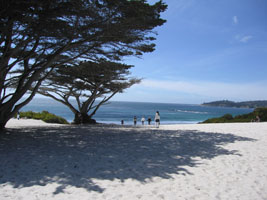 white sand and cypress trees, Carmel by the Sea