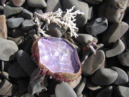 purple crab shell and seaweed