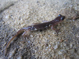 seaside salamander