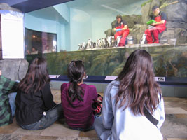 Jomay, Joy, and Hsun-Tzu watch penguin feeding at the Monterey Bay Aquarium