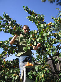 me picking apricots in July
