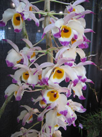 hanging orchid