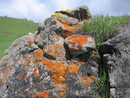 orange lichens, green grass